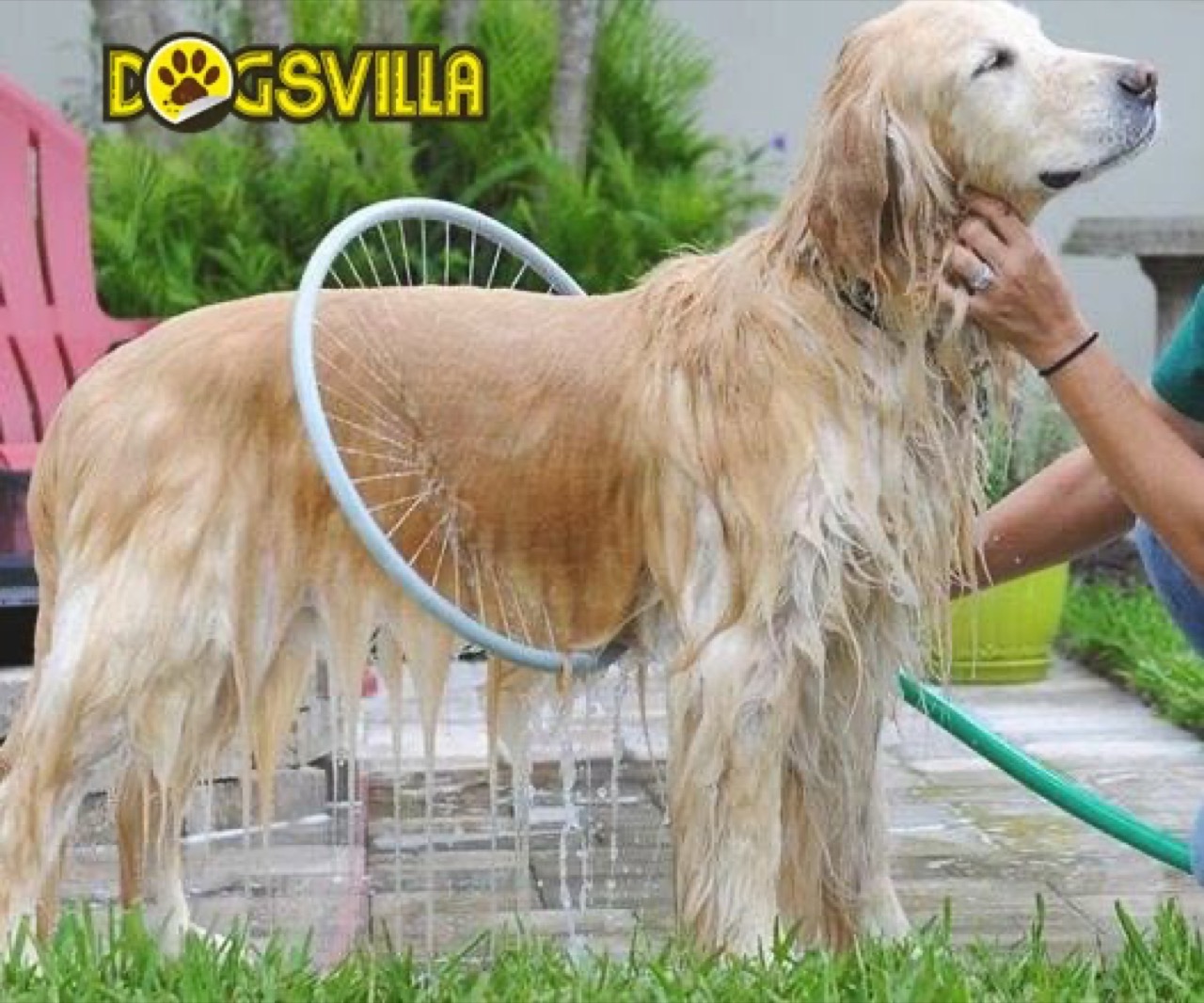 Pet Grooming Services - Professional service photo 3